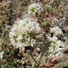 10 seed per pack Allium howelii v. clokeyi Howell's Onion