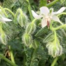 20 seed per pack Borago officinalis 'Alba' White Starflower
