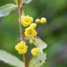 10 seed per pack Berberis insignis Barberry English Barberry