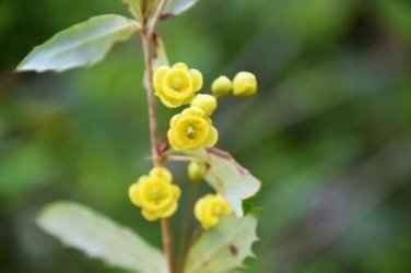 10 seed per pack Berberis insignis Barberry English Barberry