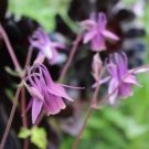 10 seed per pack Aquilegia rockii Rock's Columbine