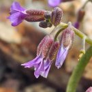 50 seed per pack Boechera pulchra Prince's Rock Cress
