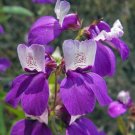 50 seed per pack Collinsia heterophylla Purple Chinese Houses Innocence