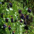 5 seed per pack Cerinthe major 'Purpurascens' Kiwi Blue Purple Bell