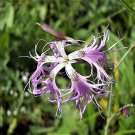 10 seed per pack Dianthus superbus Fringed or Superb Pink