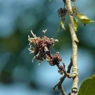 20 seed per pack Holoptelea integrifolia Indian Elm Jungle Cork Tree
