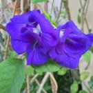10 seed per pack Clitoria ternatea Double Blue Blue Pea Vine