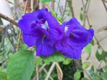 10 seed per pack Clitoria ternatea Double Blue Blue Pea Vine