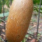 10 seed per pack Cucumis sativus Brown Russian Brown Cucumber