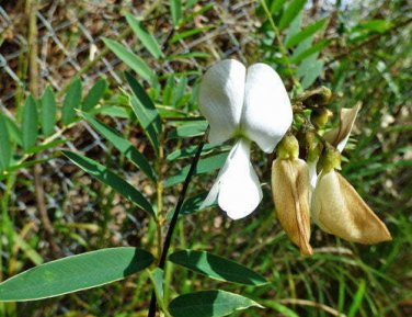 10 seed per pack Tephrosia candida White Hoary Pea White Tephrosia