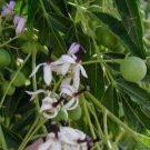 10 seed per pack Melia azedarach Chinaberry Tree Syringa Berry Tree Cape Lilac