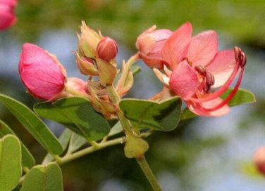 5 seed per pack Cassia roxburghii Ceylon Senna Roxburgh's or Red Cassia