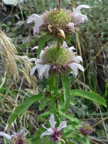 10 seed per pack Monarda pectinata Pony Beebalm Miners Lettuce Spotted Bee Balm