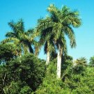 5 seed per pack Roystonea regia Cuban or Royal Palm