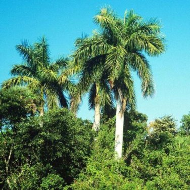 5 seed per pack Roystonea regia Cuban or Royal Palm