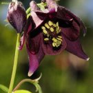10 seed per pack Aquilegia atrata Dark Columbine