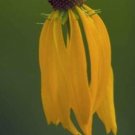 10 seed per pack Ratibida pinnata Grayheaded Coneflower Pinnate Prairie Coneflower