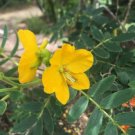 10 seed per pack Senna multiglandulosa Downy Senna Buttercup Bush Glandular Senna