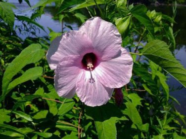 10 seed per pack Hibiscus laevis Soldier Rose Mallow