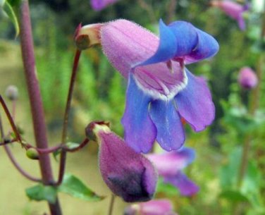 50 seed per pack Penstemon spectabilis Beard Tongue Pride of the Mountain