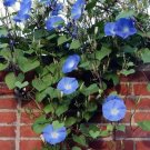20 seed per pack Ipomoea tricolor Grannyvine Morning Glory 'Heavenly Blue'