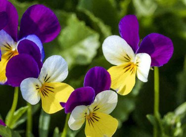 100 seed per pack Viola cornuta Johnny-Jump-Up Violet-Yellow