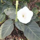 10 seed per pack Datura innoxia Moonflower Indian Apple