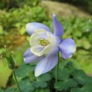 10 seed per pack Aquilegia sibirica Siberian Columbine