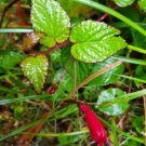 20 seed per pack Centropogon costaricae
