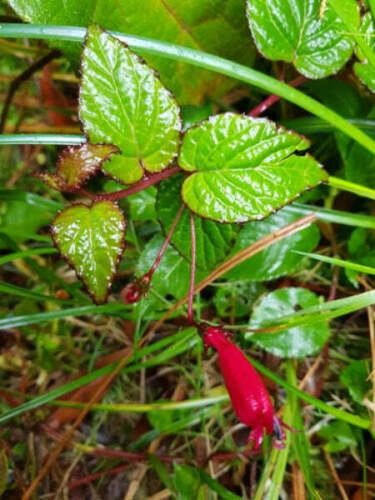 20 seed per pack Centropogon costaricae