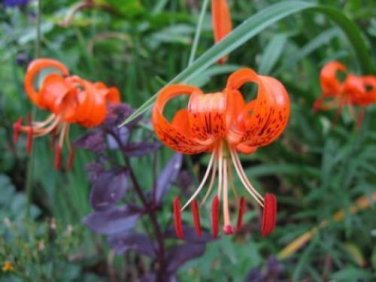 10 seed per pack Lilium amabile