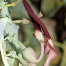 20 seed per pack Aristolochia bracteolata