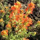 10 seed per pack Castilleja latifolia Monterey Indian Paintbrush