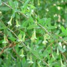 10 seed per pack Lycium pallidum Pale Desert-Thorn or Wolfberry