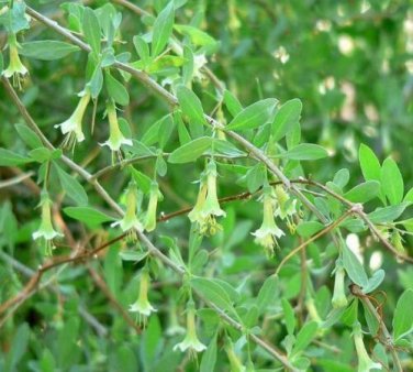 10 seed per pack Lycium pallidum Pale Desert-Thorn or Wolfberry