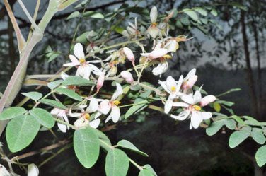 5 seed per pack Moringa concanensis Konkan Moringa