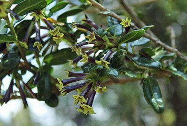 10 seed per pack Cestrum buxifolium Black Beauty