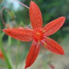 10 seed per pack Ipomopsis aggregata Orange Gilia