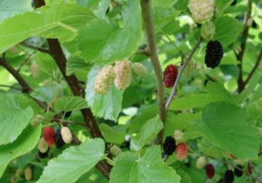 10 seed per pack Morus nigra Blackberry Black Mulberry Persian Mulberry
