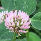 250 Pellet seed per pack Trifolium fragiferum Strawberry Clover Strawberry Headed Clover