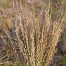 20 seed per pack Bouteloua curtipendula Sideoats Grama or Grass