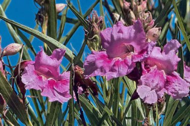 100 seed per pack Chilopsis linearis subsp. arcuata Desert Willow