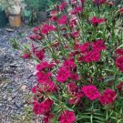 100 seed per pack Dianthus barbatus Single Mix Sweet William