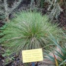250 seed per pack Festuca idahoensis Roemer's Fescue Blue Bunchgrass