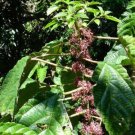 5 seed per pack Urera baccifera Nettle Tree Chichaste Pink Scratchbush