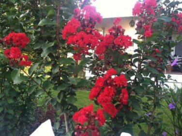 20 seed per pack Lagerstroemia indica Red Rooster Crape Myrtle