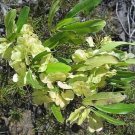50 seed per pack Dodonaea viscosa Florida Hopbush Varnish Leaf