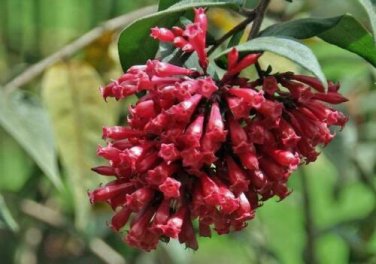 10 seed per pack Cestrum elegans Bastard Jasmine Red Cestrum