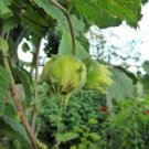 5 seed per pack Corylus avellana Common Hazelnut