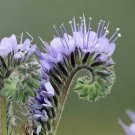 300 seed per pack Phacelia tenacetifolia Lacy Phacelia Fiddleneck